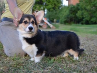 Вельш-корги: описание породы, фото, характеристика собаки, окрас, цена, щенки