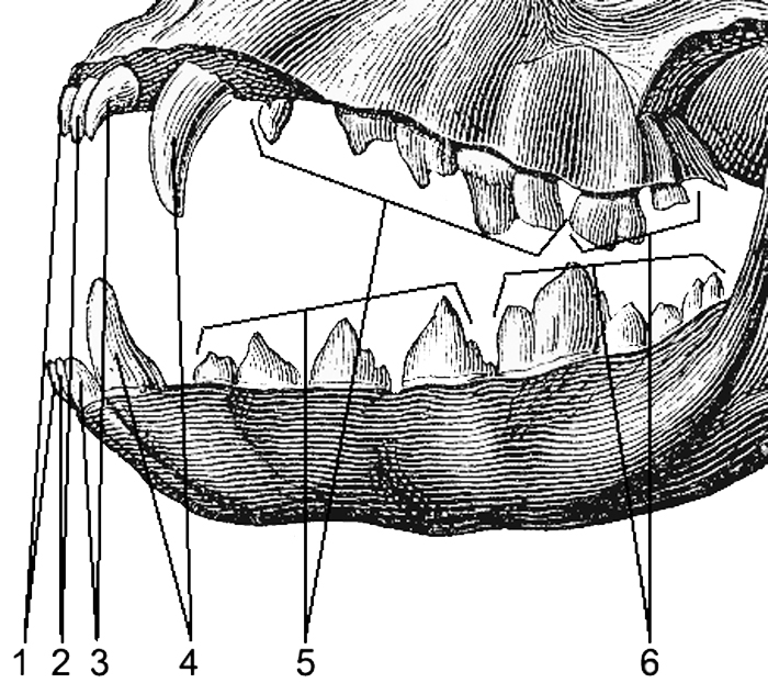 Сколько зубов у собаки: когда меняются зубы, схема появления и уход