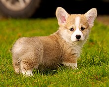 Вельш-корги: описание породы, фото, характеристика собаки, окрас, цена, щенки