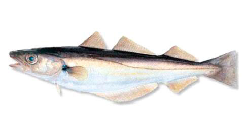 whiting