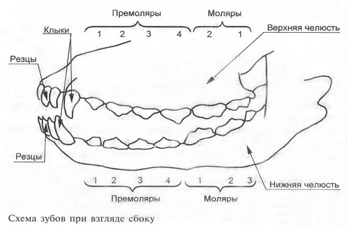 Сколько зубов у собаки: когда меняются зубы, схема появления и уход