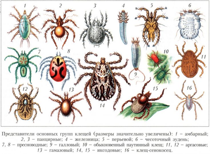 Виды клещей с фото и описанием