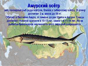Рыба осетр — как выглядит, где обитает и сколько живет,основные виды семейства осетровых