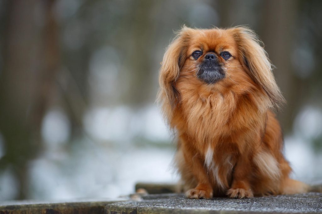 20-pekingese-1