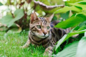 Характер бенгальской кошки: особенности поведения домашних леопардов