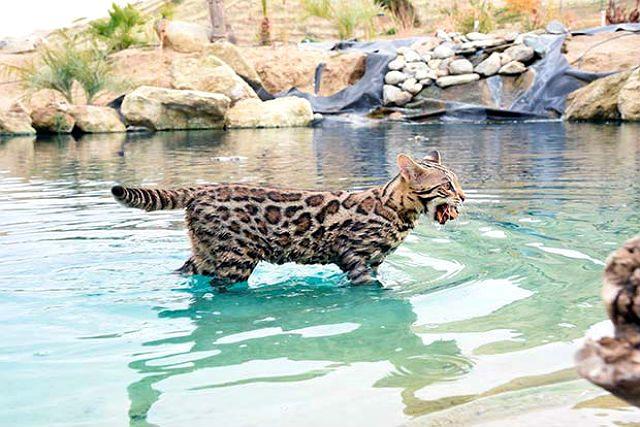 Бенгальская кошка в воде