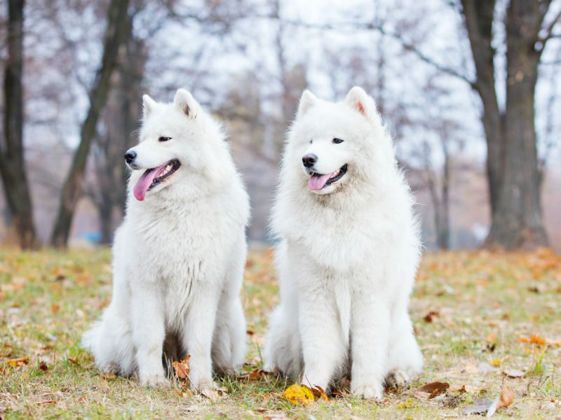 Самые красивые породы собак: фото с названиями, описанием и ценой