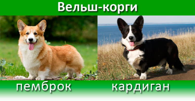 Пемброк и Кардиган