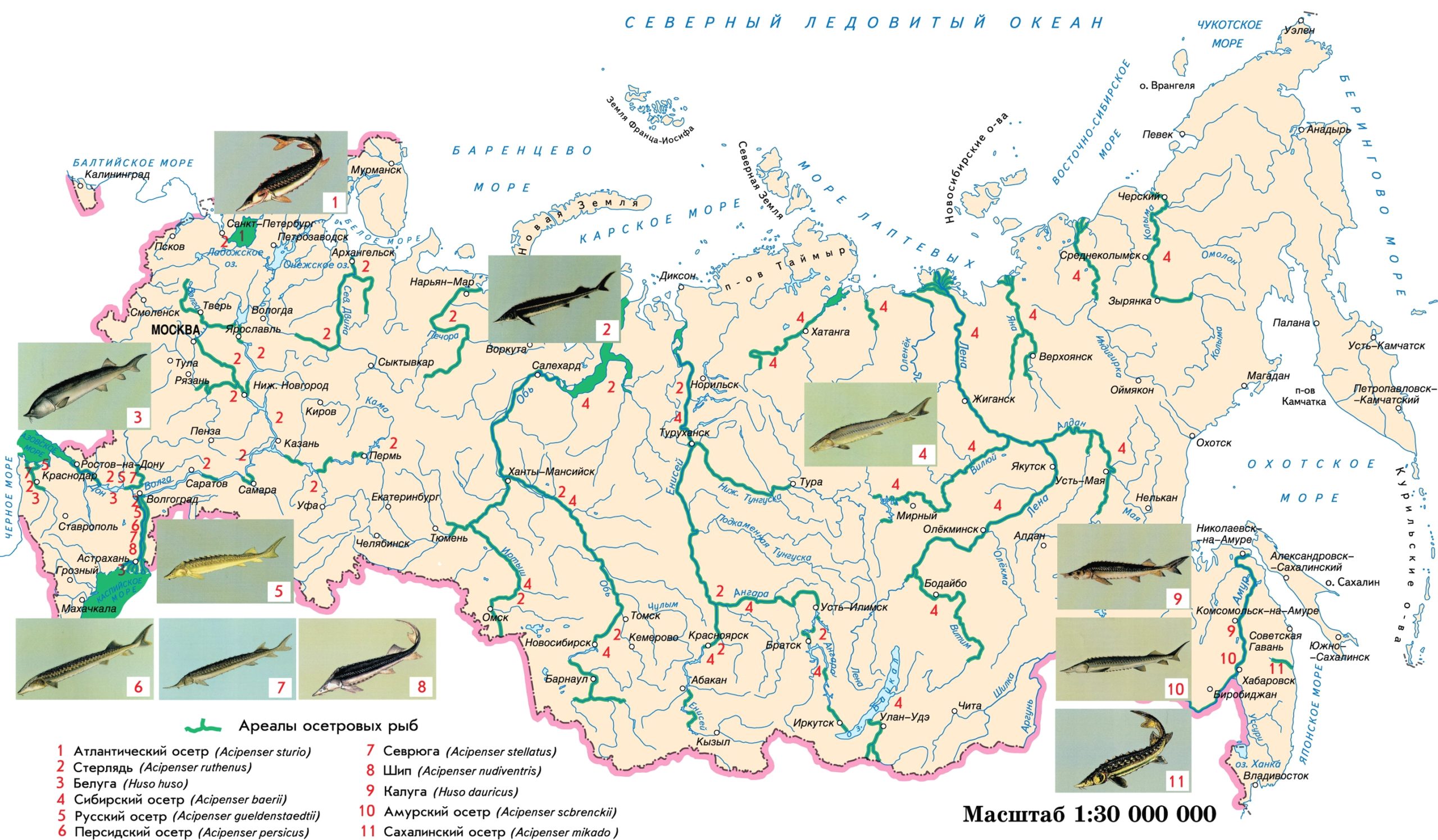 Ареал обитания осетровых рыб