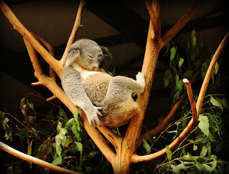 Коала, или сумчатый медведь