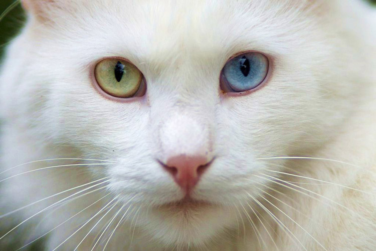 Турецкая ангора, или ангорская кошка