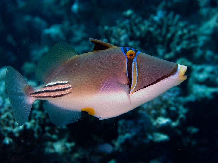 Колючий ринекант (Rhinecanthus aculeatus) иногда называют рыбой Пикассо за геометрическую расцветку.