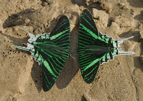 Зеленополосые урании (Urania leilus).