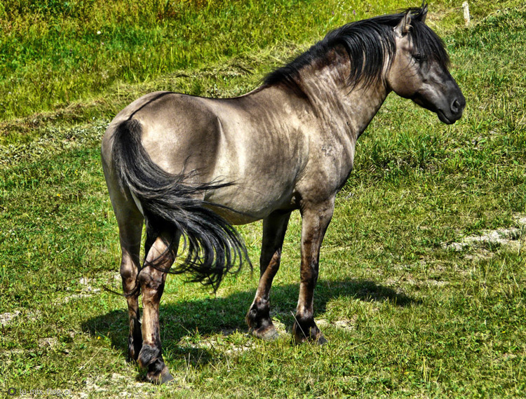 Польский коник