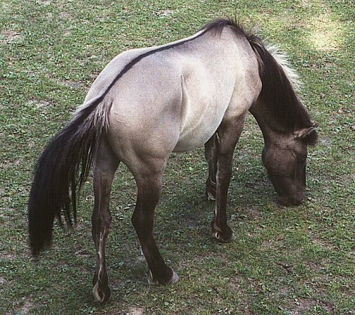 Польский коник