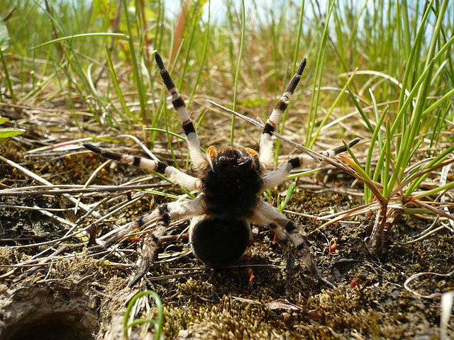 Пауки