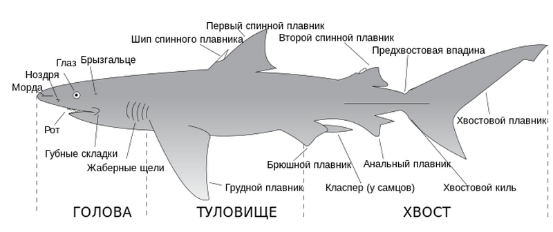 Белая акула: сколько весит и какой длины самая большая акула в мире