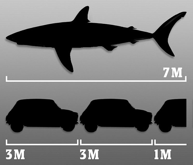 Белая акула: сколько весит и какой длины самая большая акула в мире