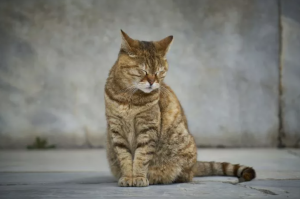 Кошачья депрессия — причины