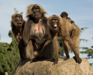 Бабуин гелада: характеристика, поведение и среда обитания