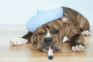 Простуда у собаки — что нужно знать