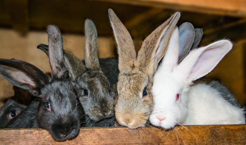 Разведение кроликов как бизнес — выгодно или нет