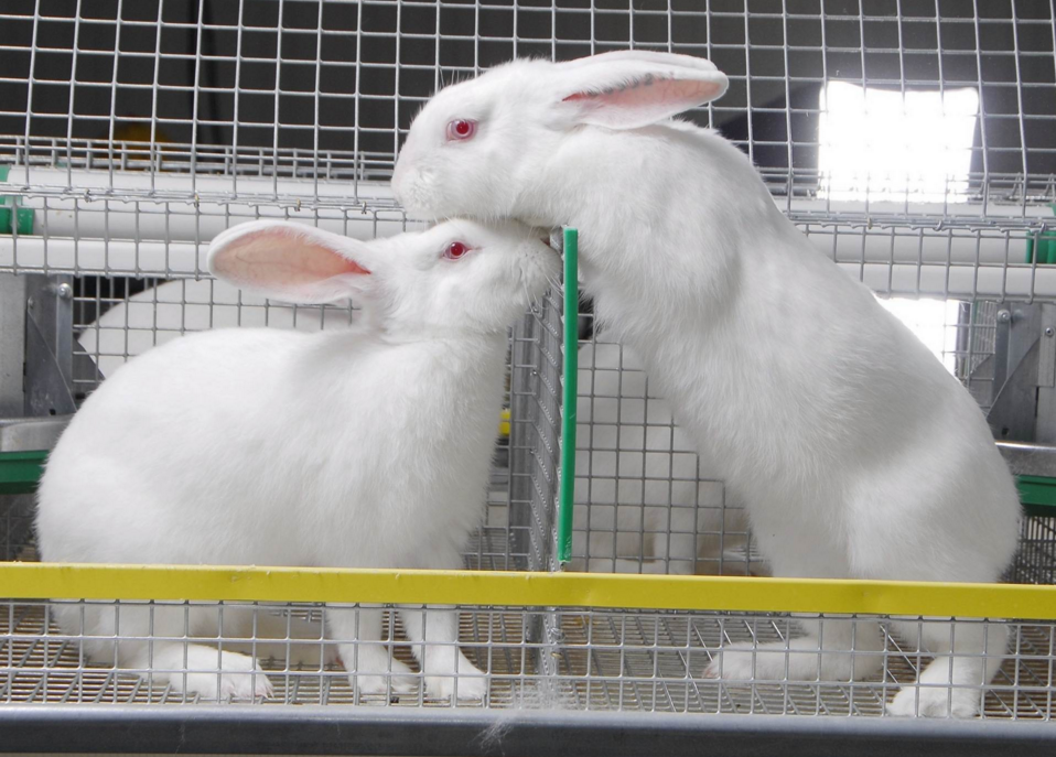 Разведение кроликов как бизнес — выгодно или нет