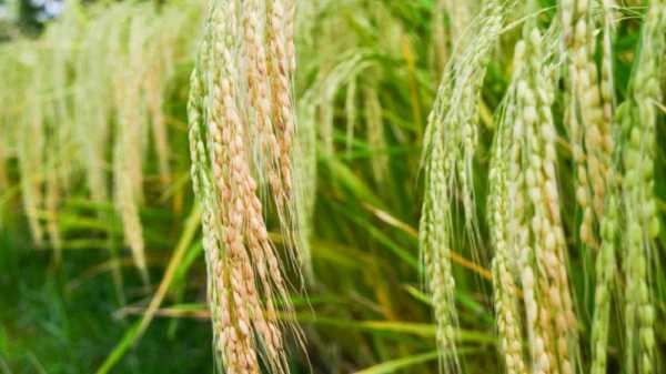 Выращивание риса в России– условия, посадка и уход
